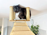 cat rope bridge