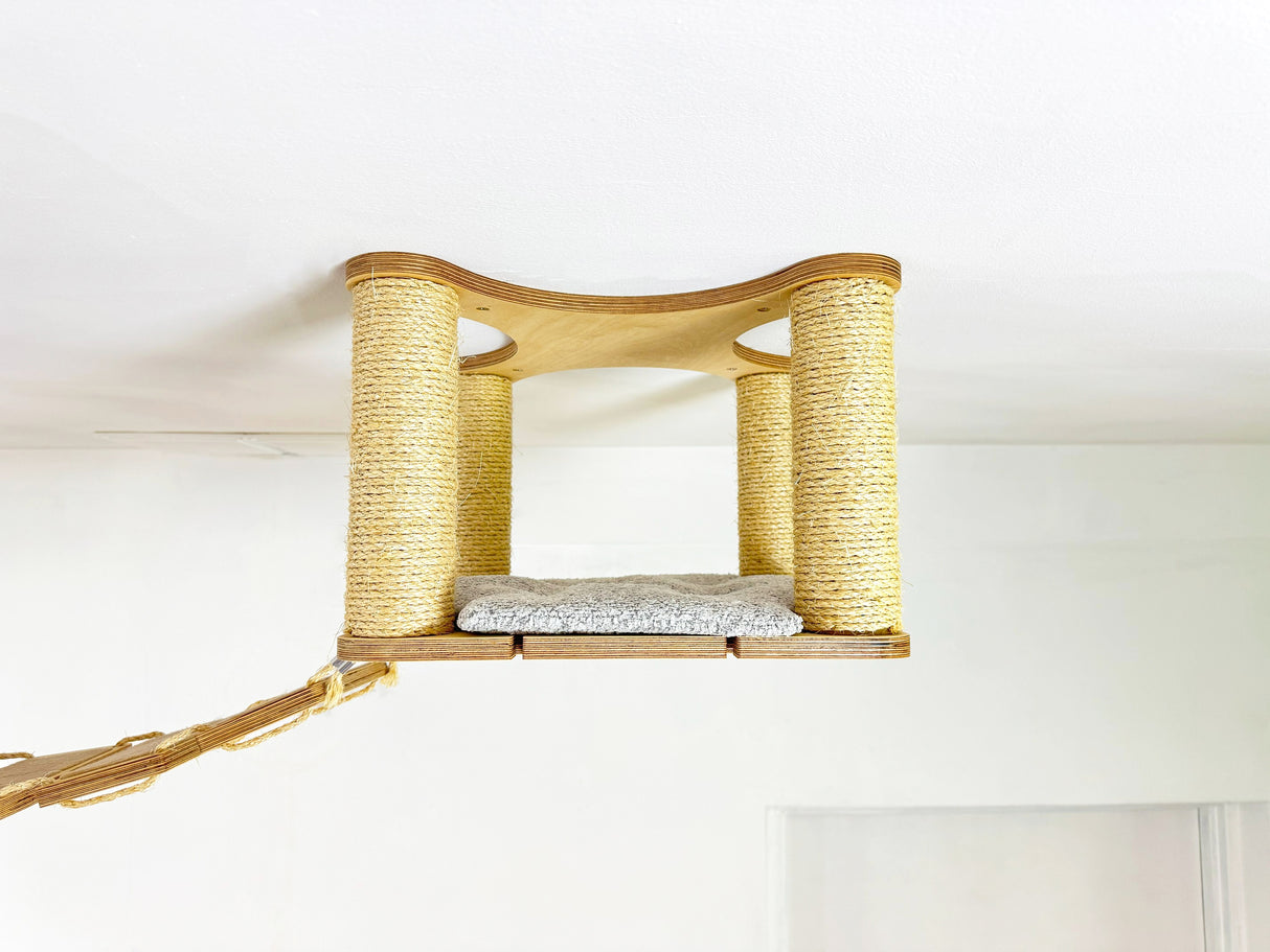cat climbing shelves