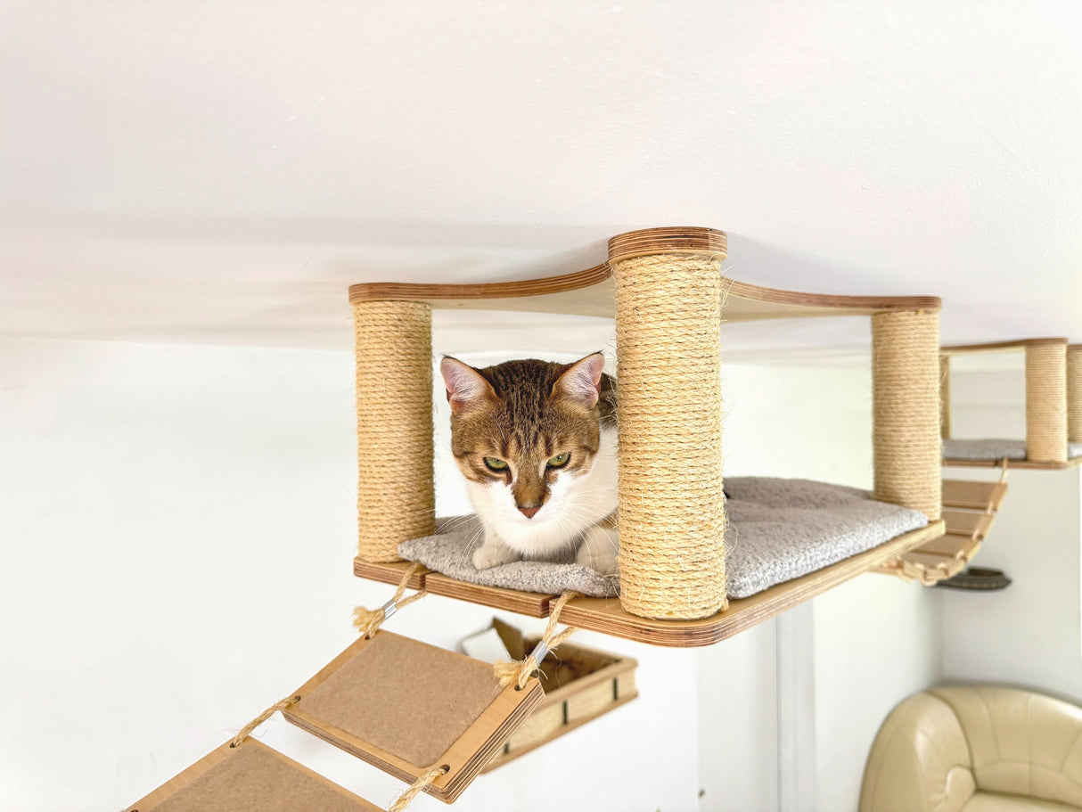 cat climbing wall shelves