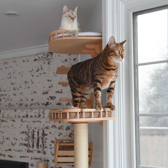 Two cats on a wooden cat tree in a room with a window.
