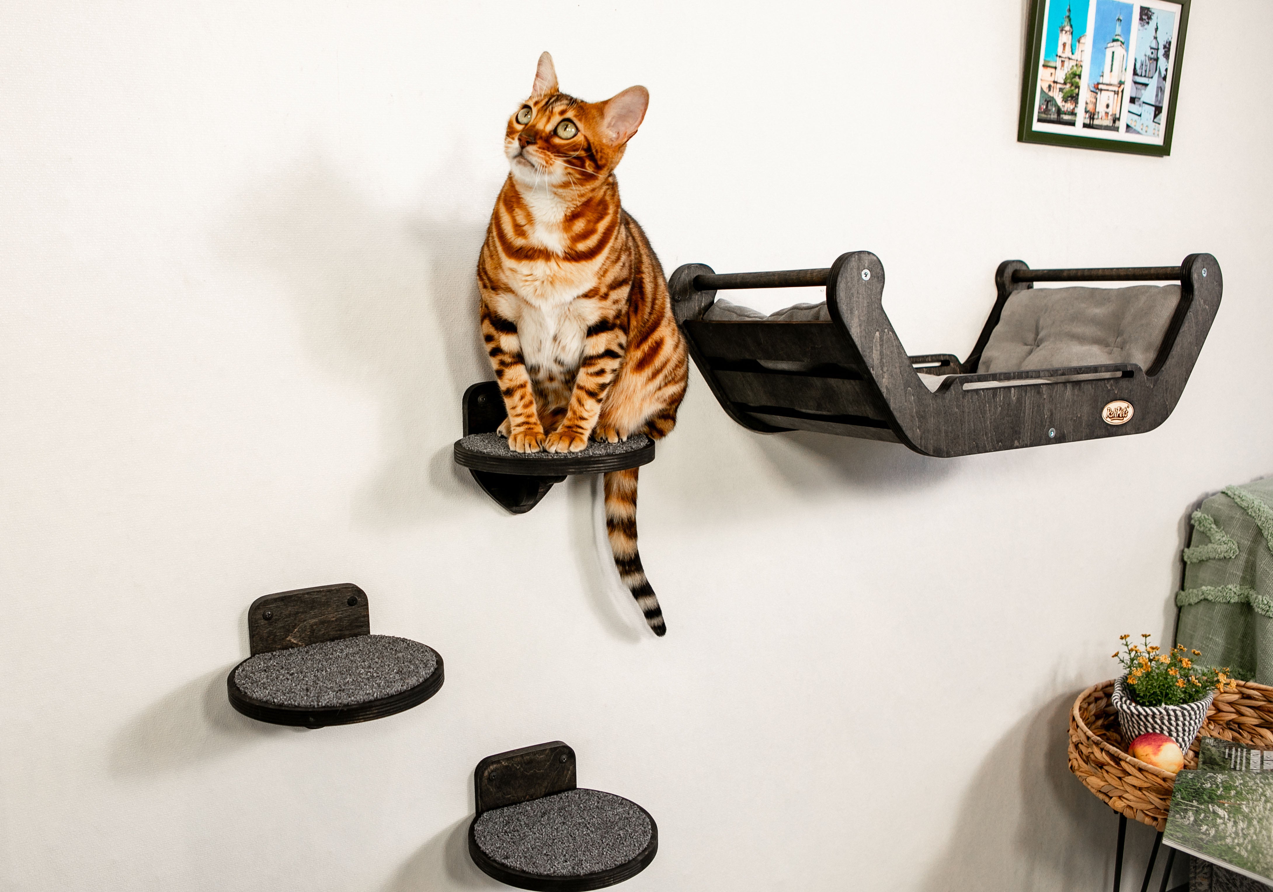 A set of wall furniture for a cat. Bed + ladder