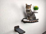 Cat sitting on a wall-mounted cat shelf with a small plant in the background.