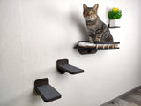 Cat sitting on a set of black cat shelves against a white wall.