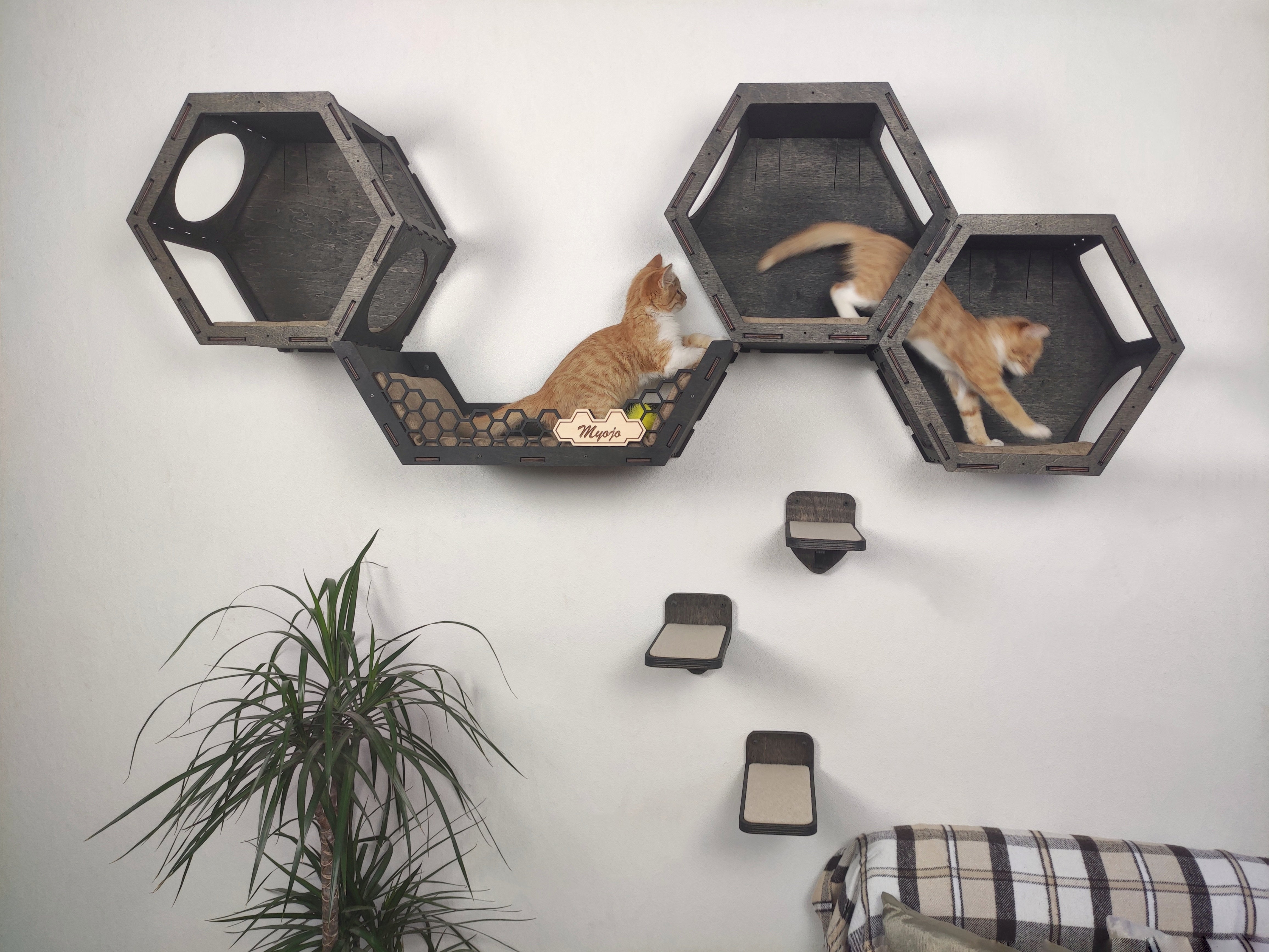 Cat wall climber best sale