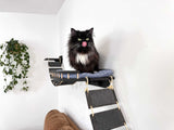 bridge cat