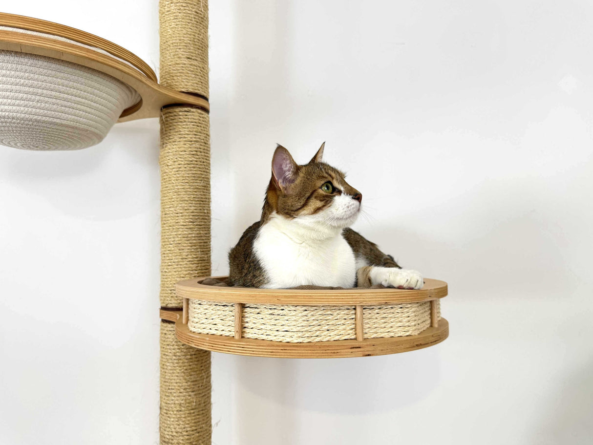 cat scratching wall