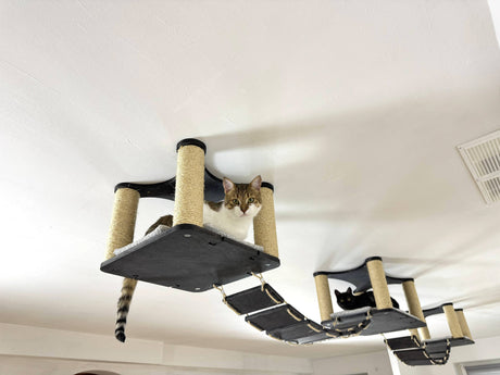cat playground set