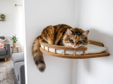 Cat lounging on a wooden shelf in a cozy living room.