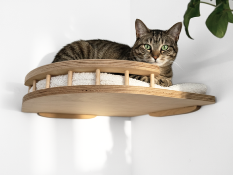Cat lounging on a wooden cat shelf with white cushion against a white wall.