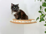Cat sitting on a wooden cat shelf with a white background and a plant to the side