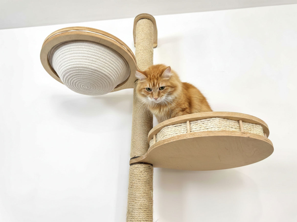 Cat sitting on a beige cat tree with a white background