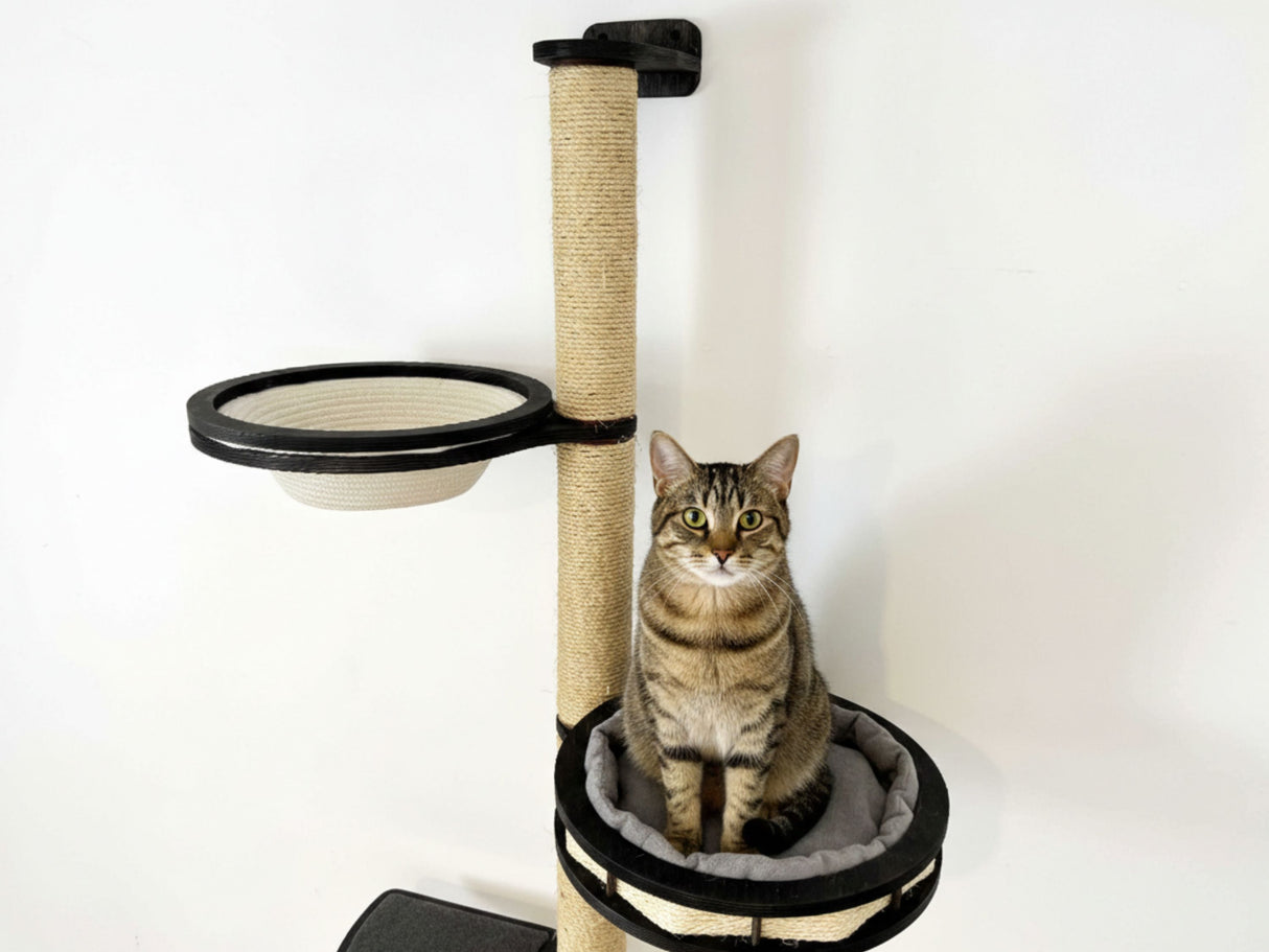 Cat sitting on a cat tree with a white background