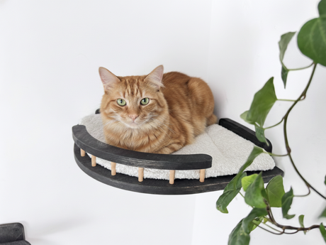 Cat lounging on a curved cat shelf with a white background