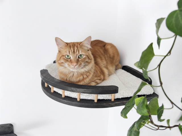 Cat lounging on a curved cat shelf with a white background