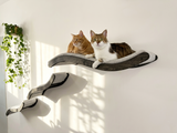 Two cats on a cat shelf with a plant in the background