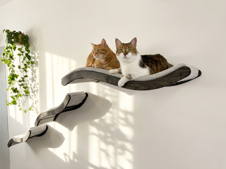 Two cats on a cat shelf with a plant in the background