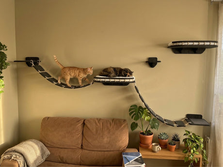 Dark cat wall shelves: beds, steps