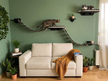 Cat climbing shelves for wall, natural color of shelves