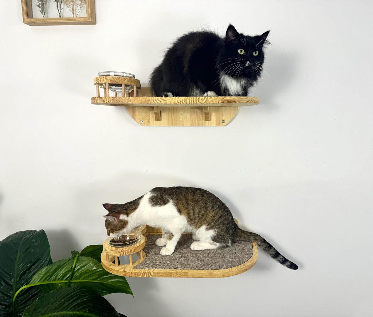 Set of 2 cat shelves with bowls and steps made of natural wood