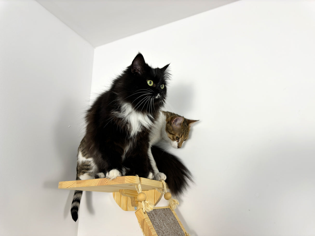 A large wall shelf for cats with bridges on the sides