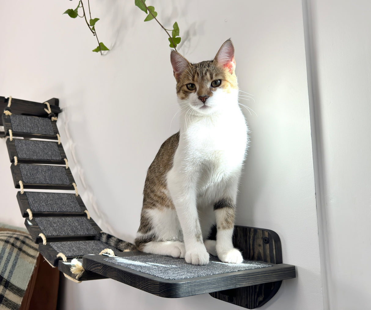 Cat bridge, Cat ladder floating, Cat climbing wall