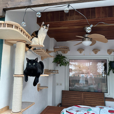 cat climbing shelves