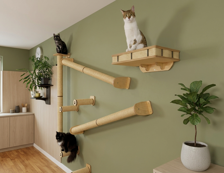 Wooden cat shelf system with cats on a green wall