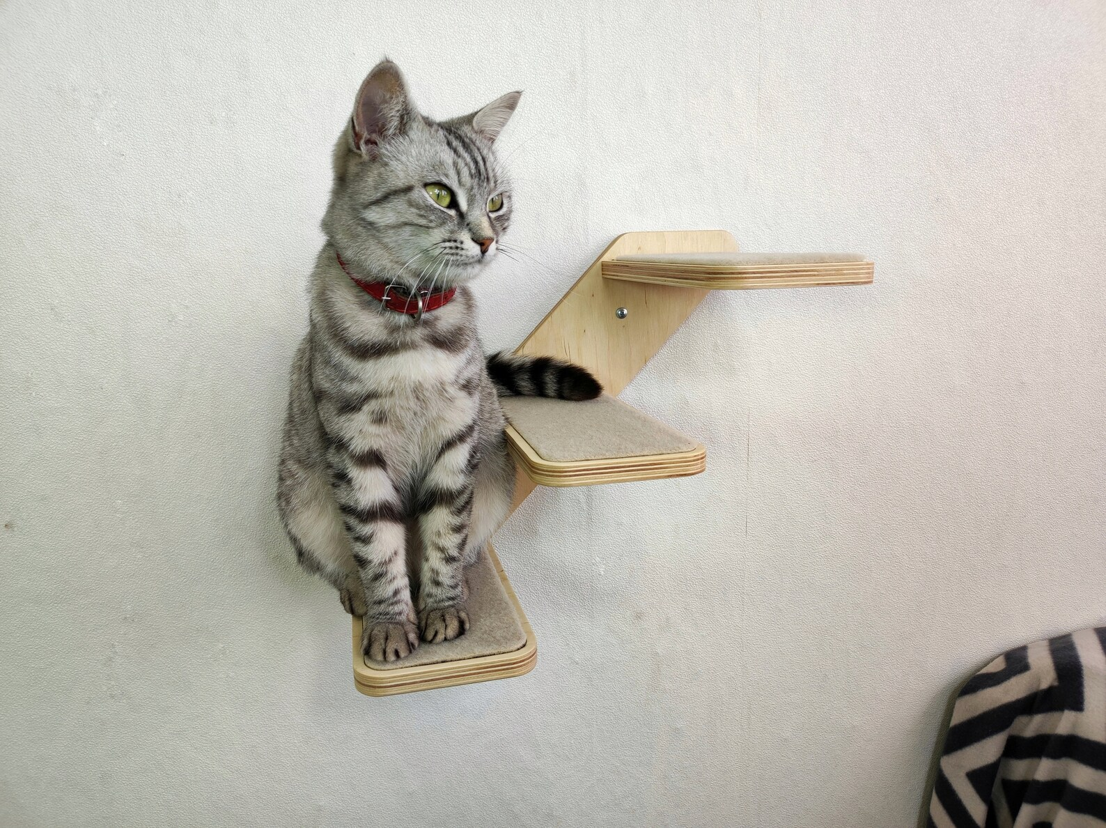 Cat wall steps