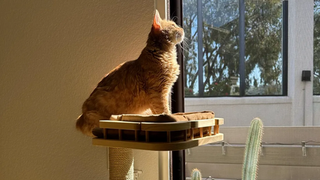 Cat window bed