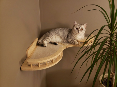 Cat lying on a wooden cat shelf against a beige wall with a plant in the corner.
