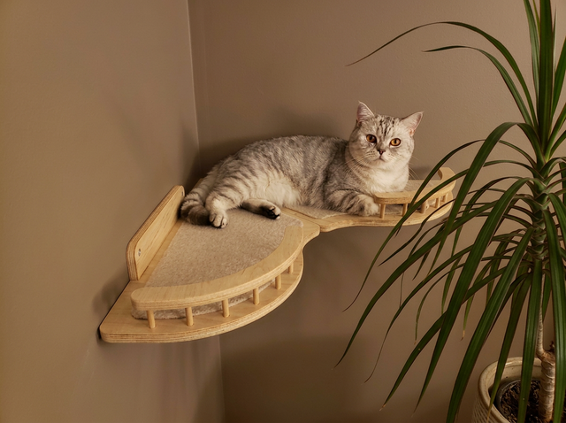Cat lying on a wooden cat shelf against a beige wall with a plant in the corner.