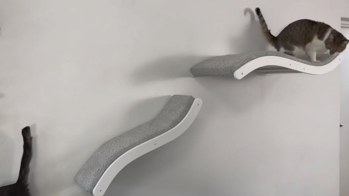 Cats explore a set of shelves with pillows