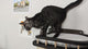 Cat furniture set "Snake", Vertical climbing system for a cat