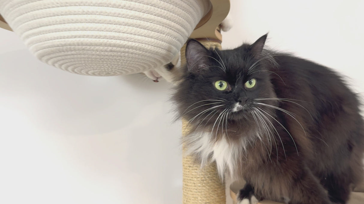 scratching poles for cats
