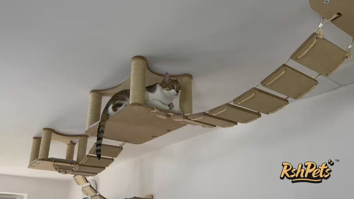 the cat climbs the shelves on the ceiling