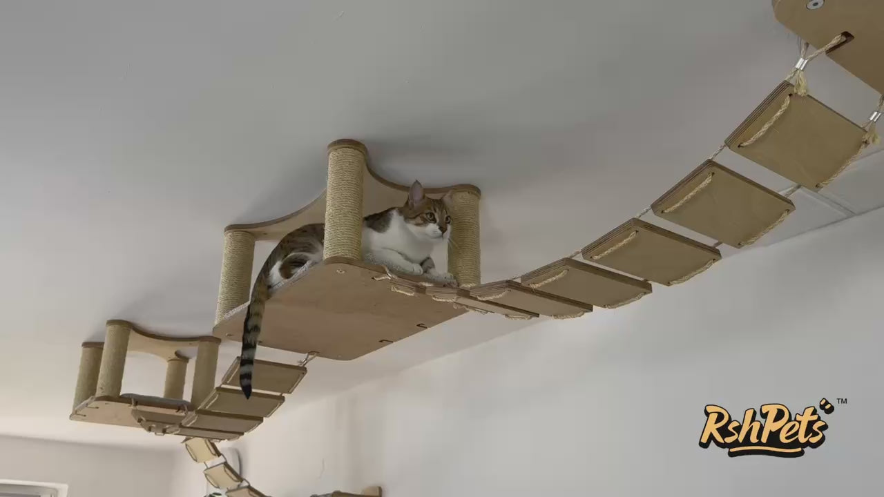 the cat climbs the shelves on the ceiling