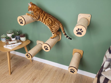 Cat climbing ladders against a green wall.