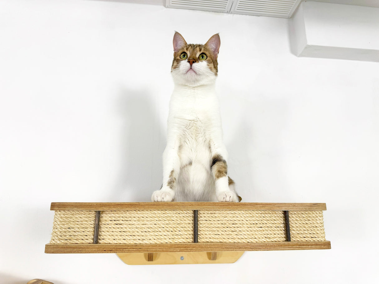Cat sitting on a wooden shelf with wicker sides against a white wall.