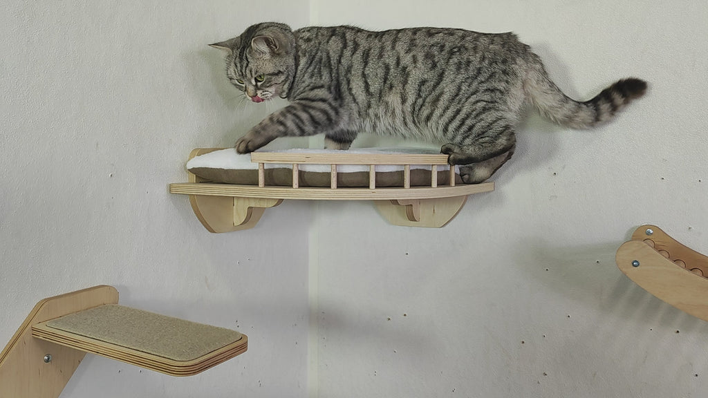 Cat walking on the cat wall