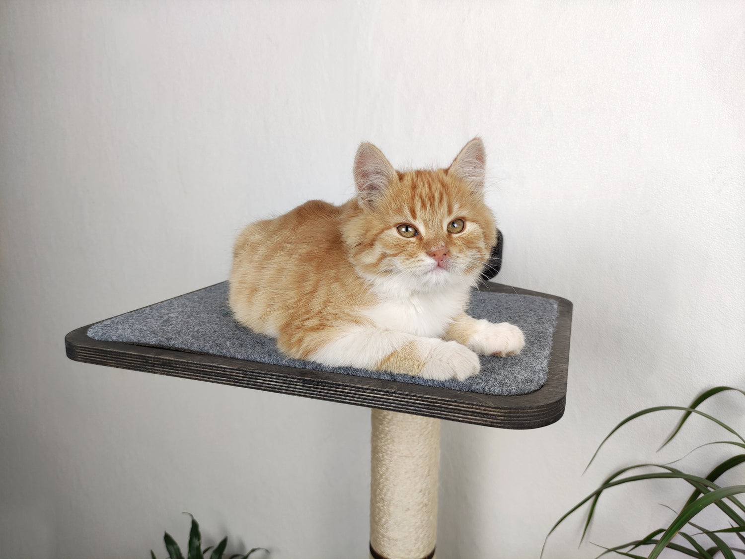 Kitten on a Large Scratching Post Shelf