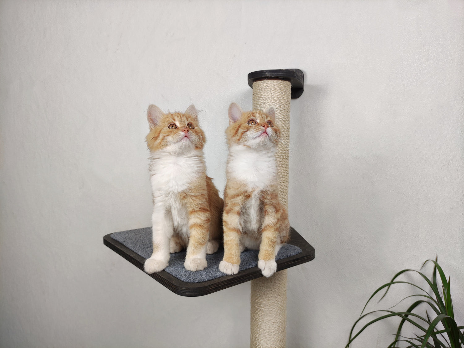 Two Kittens on a Scratching Post Shelf