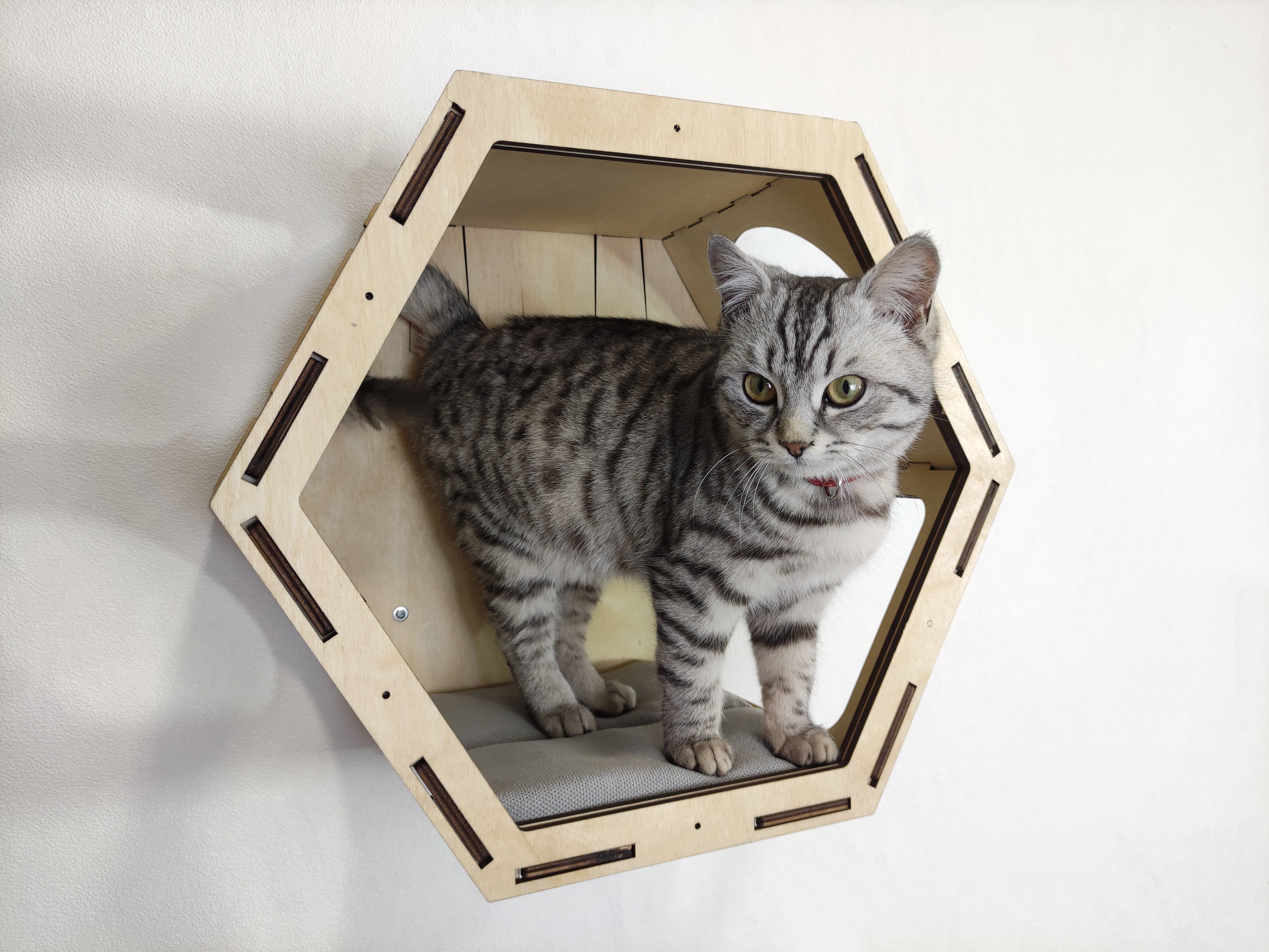 Cat wall shelves / Hexagonal shelves - light