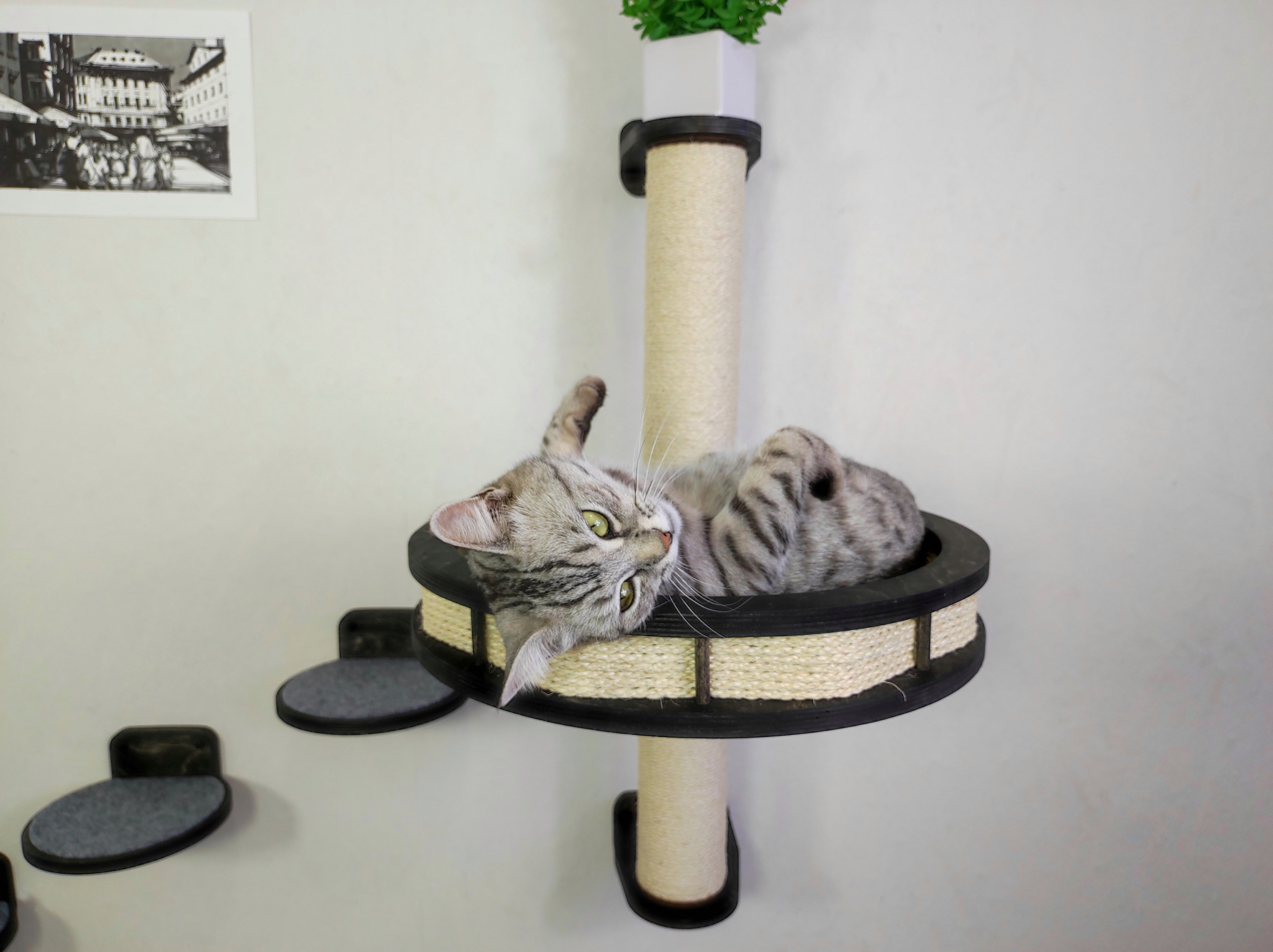 Cat wall tree - Dark & Steps plus Sratching post with Round shelf