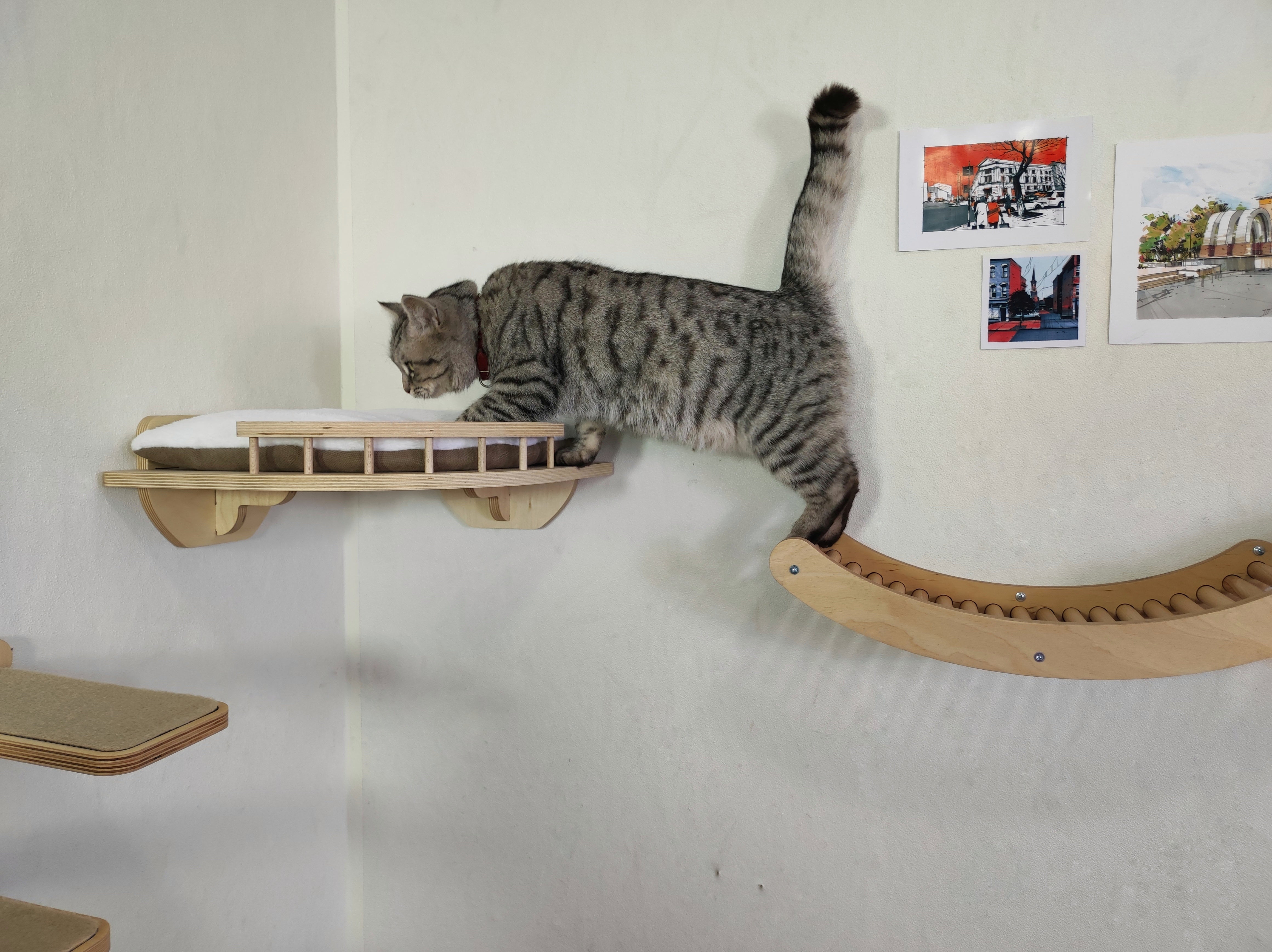 Cat shelf wall-Mounted Play Area Set - Light / Play wall zone for active cats