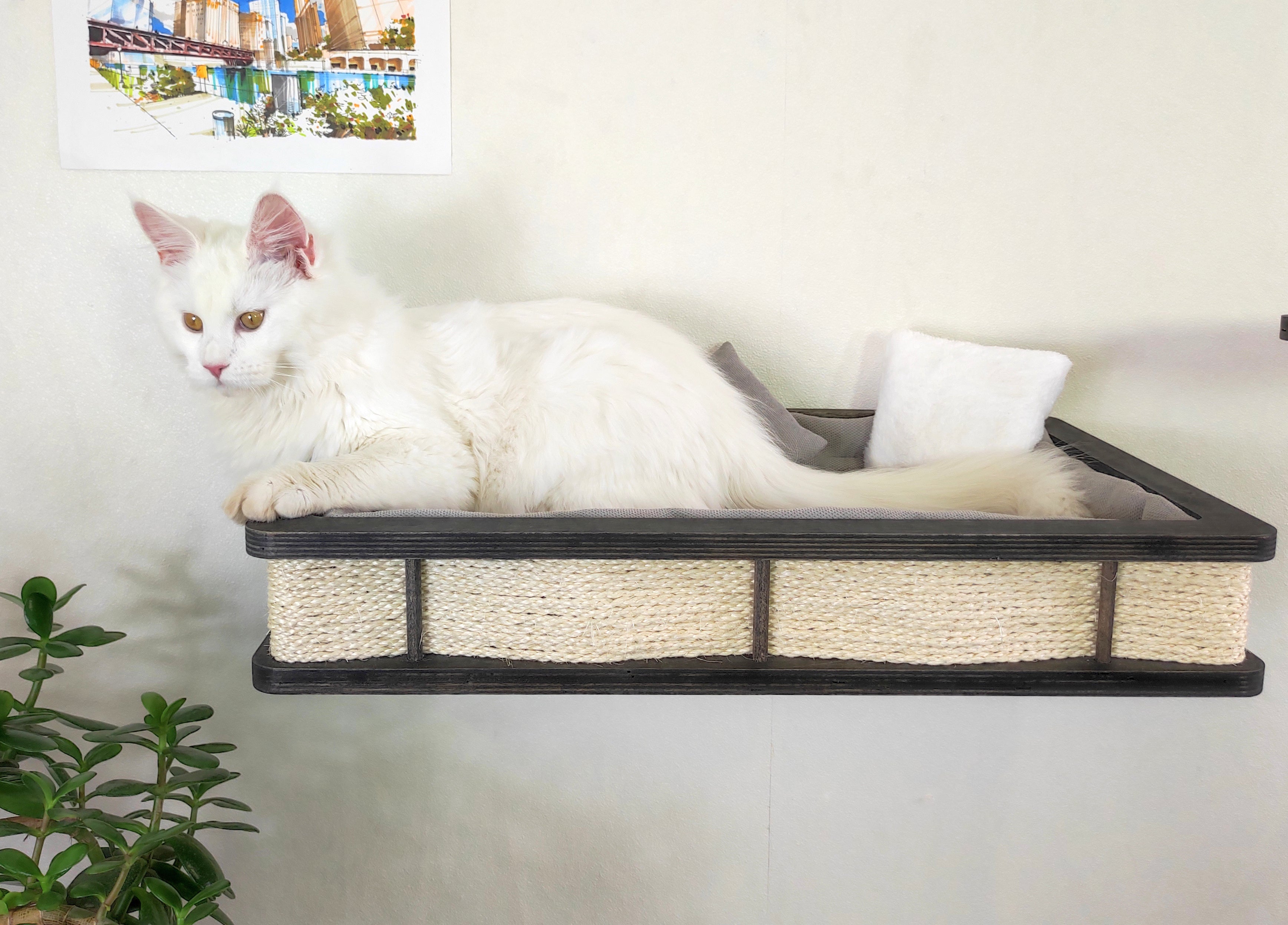 Maine Coon lies in a wall mounted cat shelf