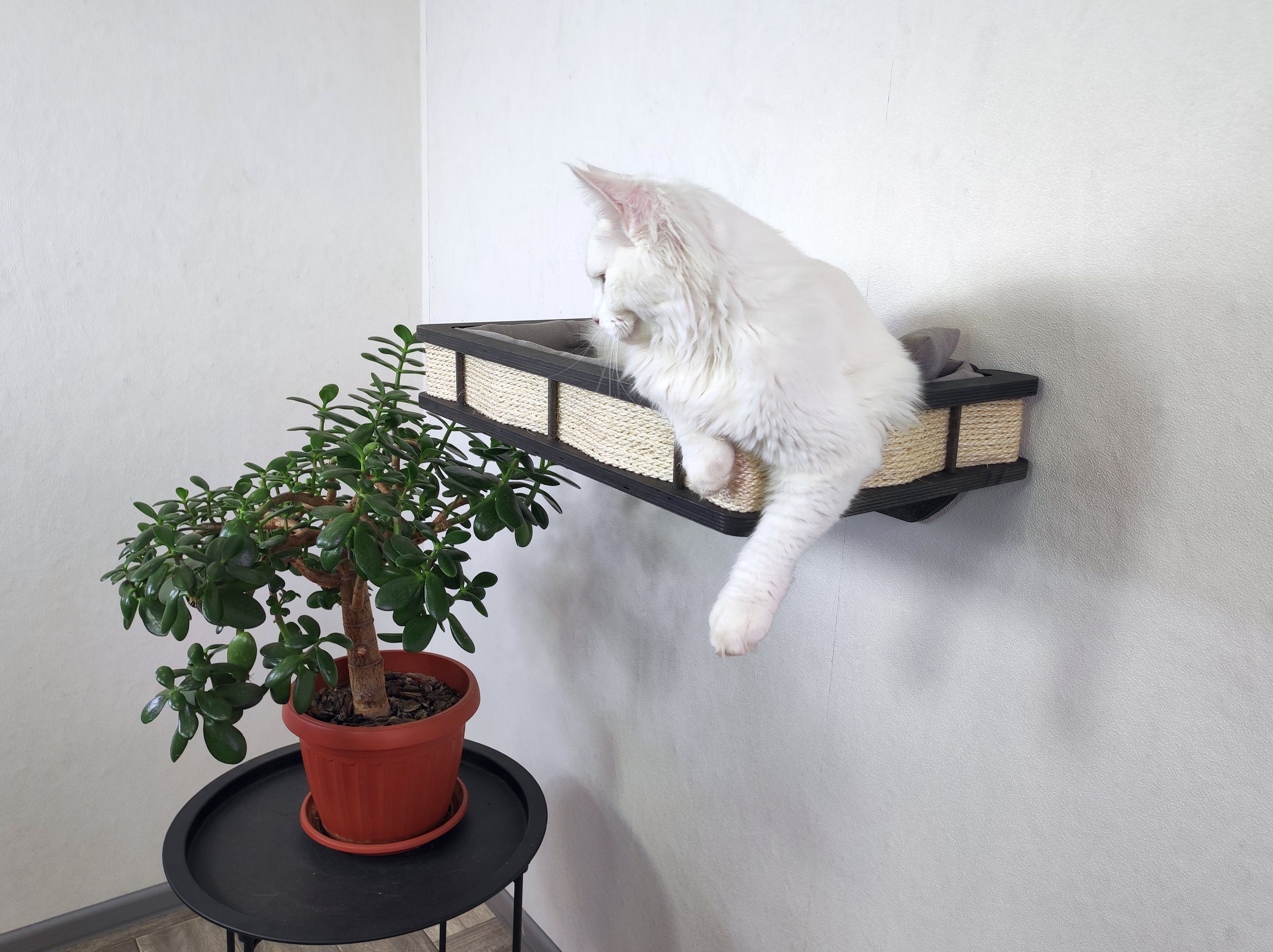 Dark cat wall shelf for large cats with soft cushion included. Photo of a cat on a wall shelf
