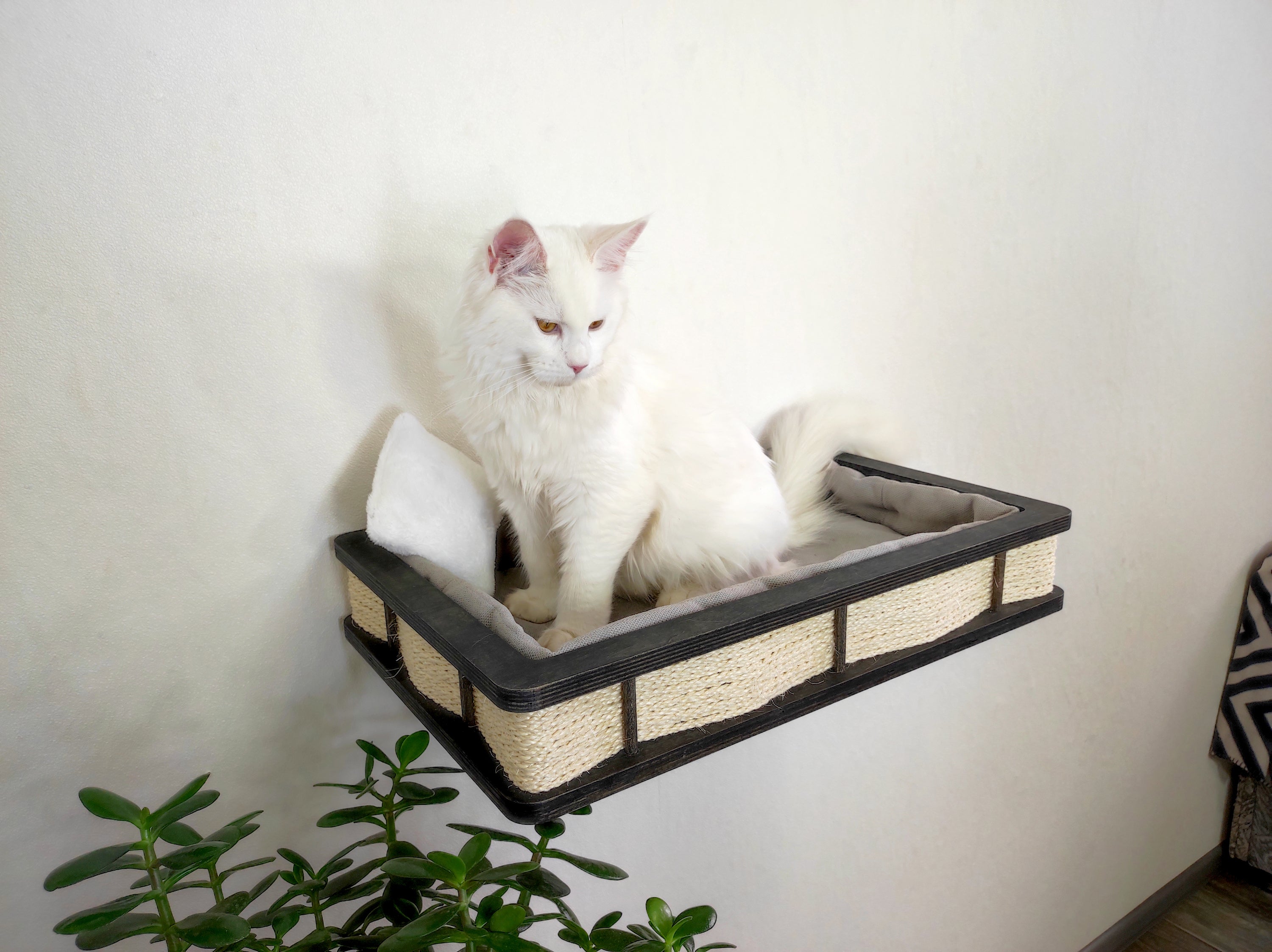 Maine Coon in wall mounted cat shelf