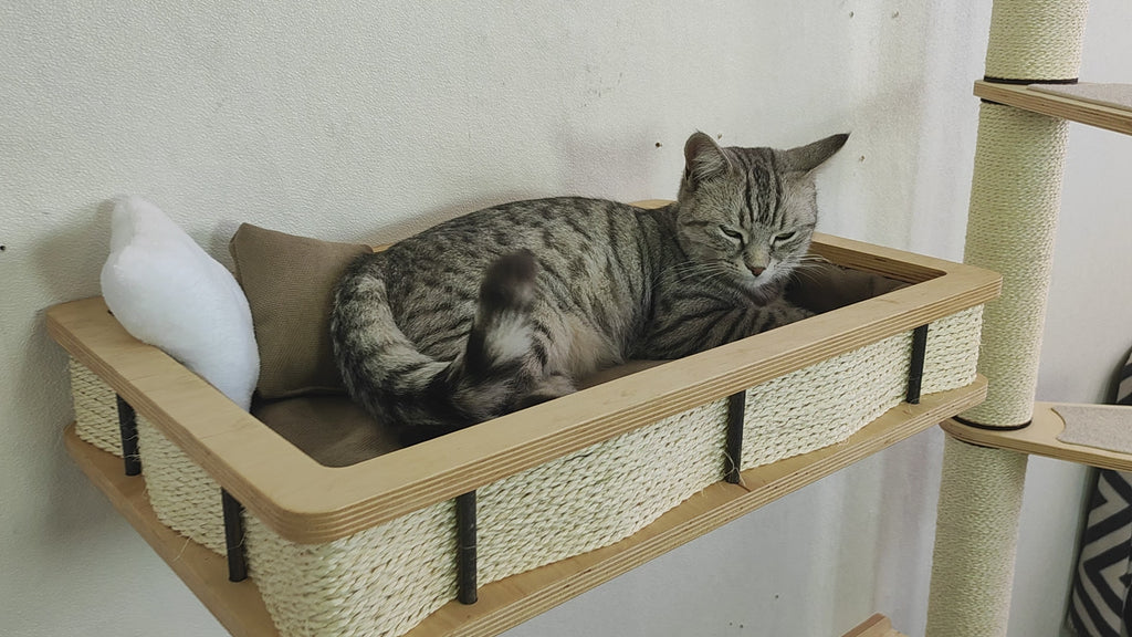 Cat resting in large size wall mounted cat shelf