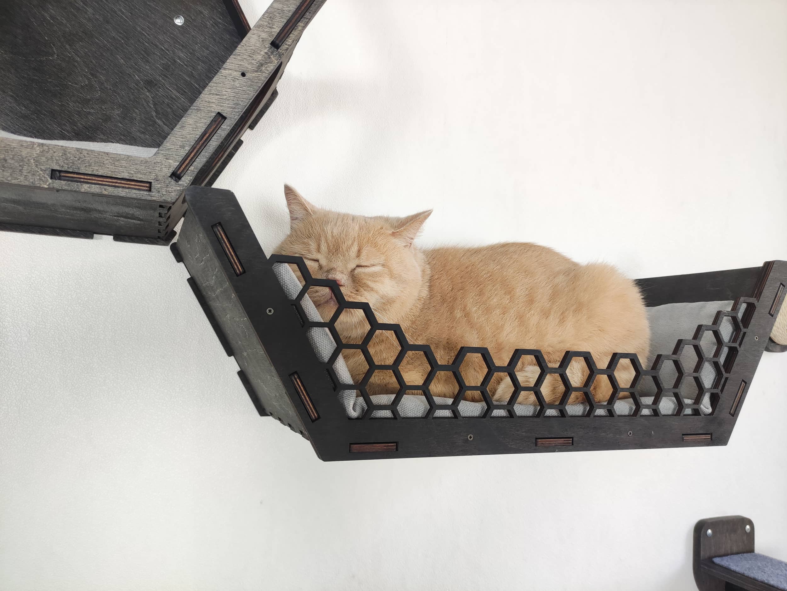 Cat wall bed. Cat wall condo. Cat wall perch