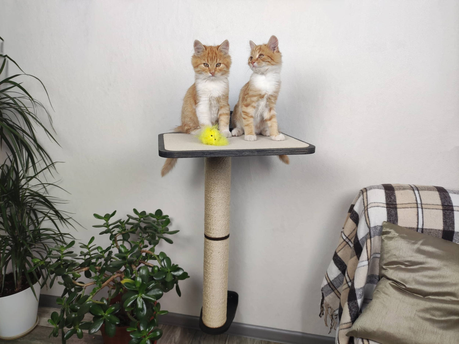 Double cat scratching post with shelf on top